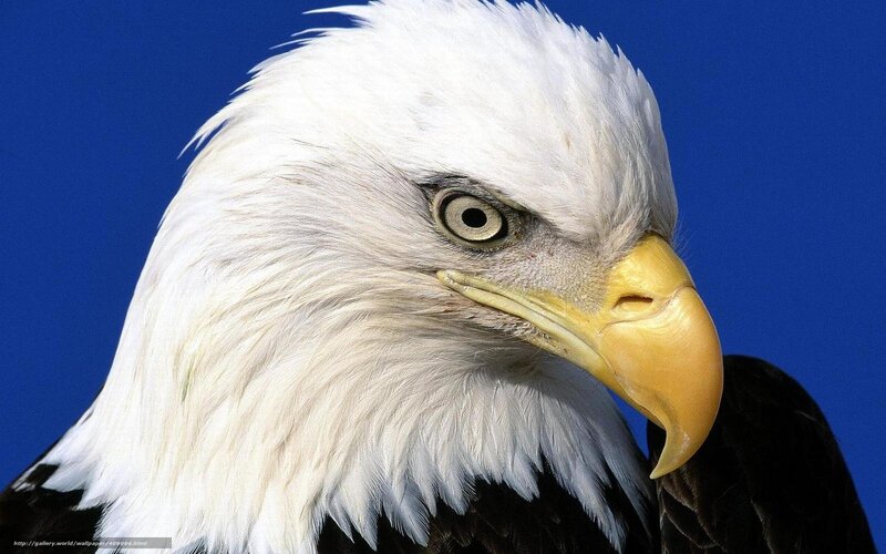 Close-up of a bald eagle