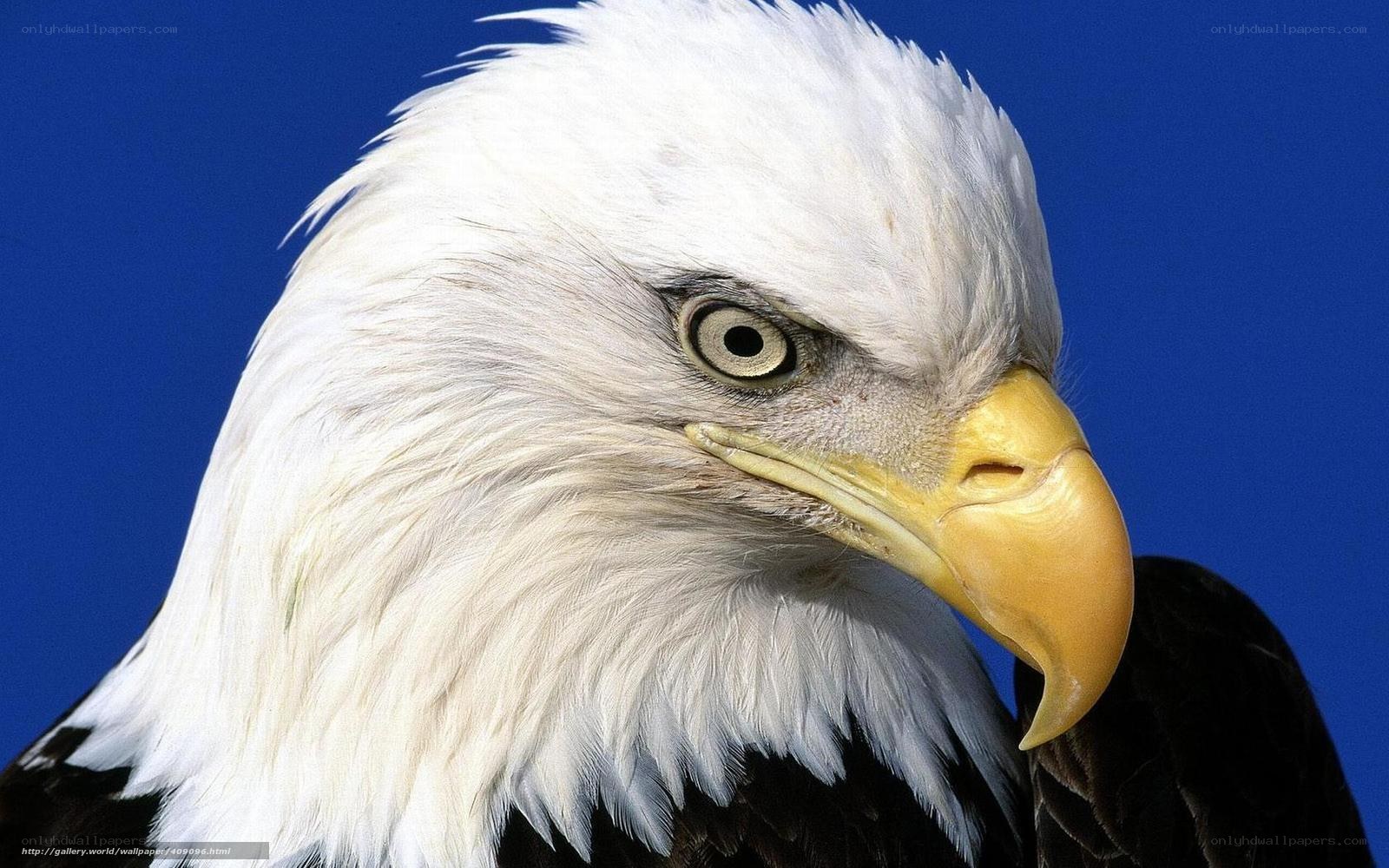 Close-up of a bald eagle
