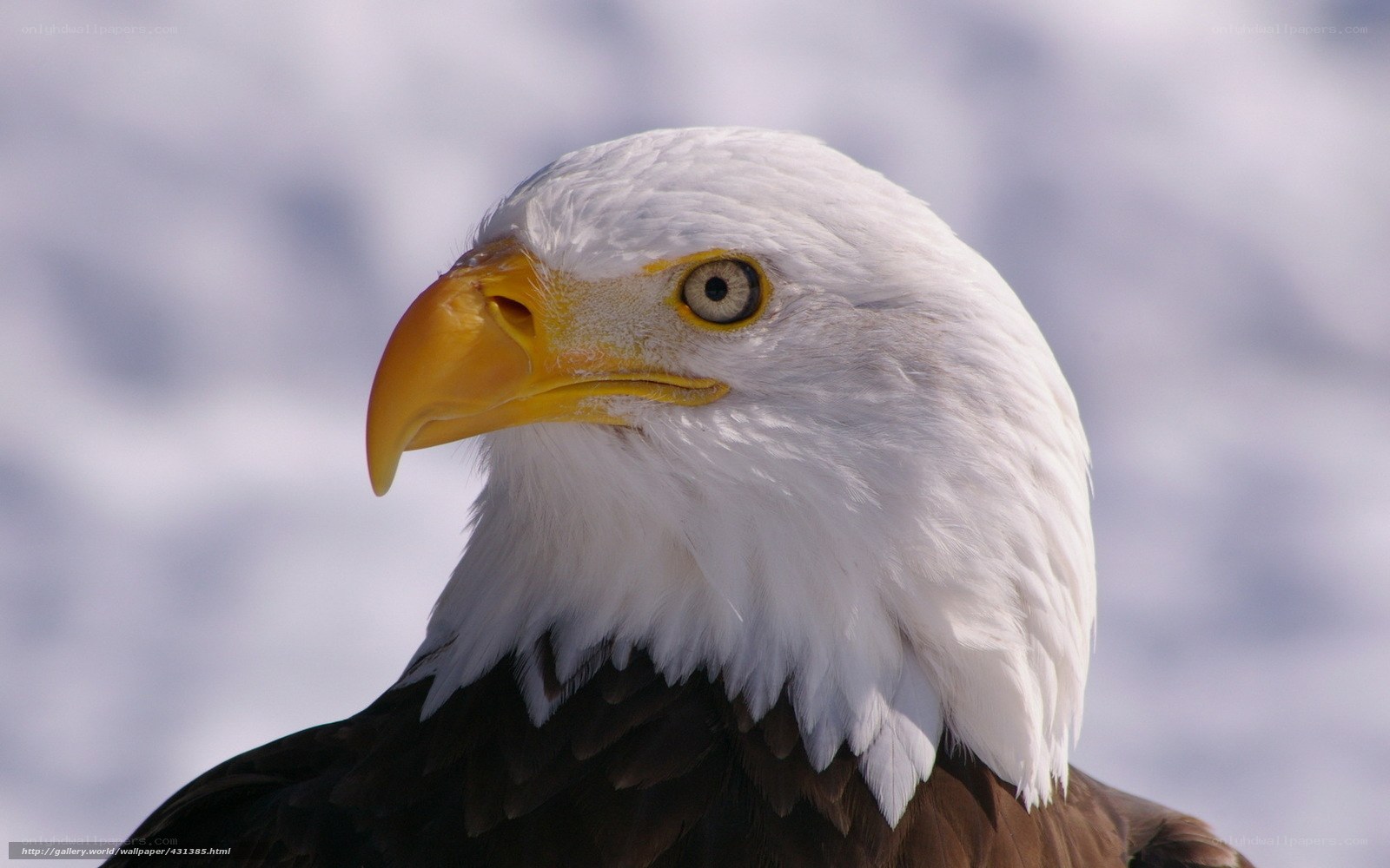 Close-up of a bald eagle