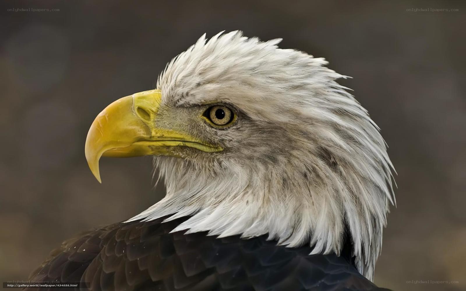 Close-up of a bald eagle
