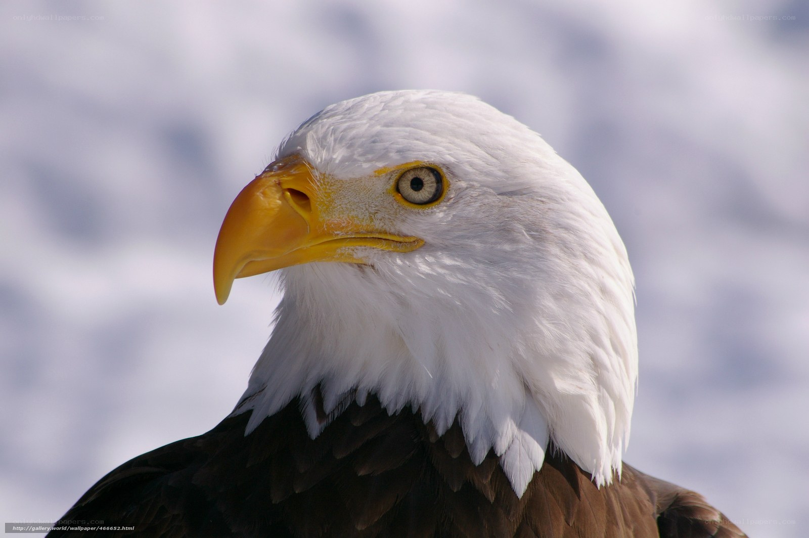 Close-up of a bald eagle