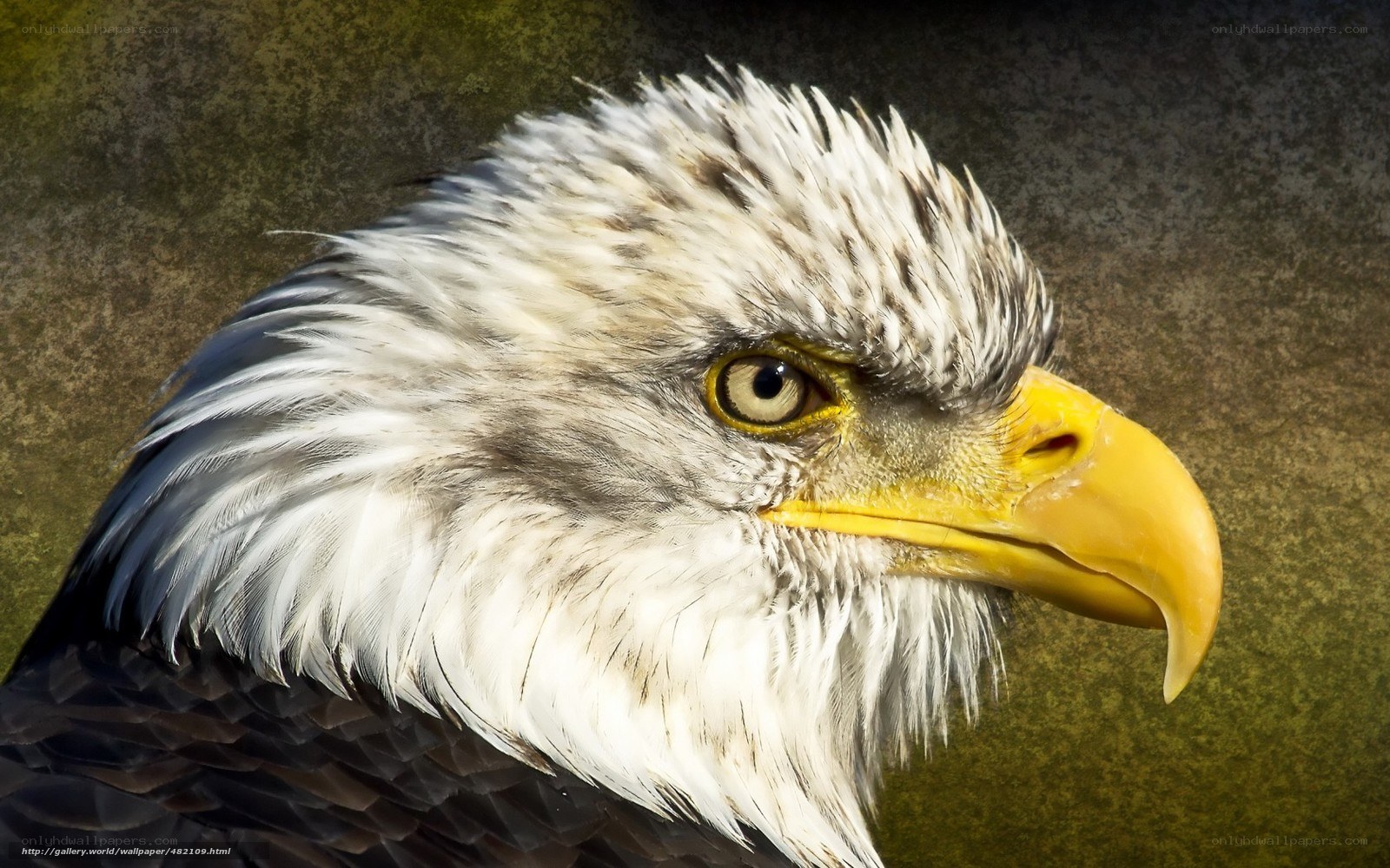 Close-up of a bald eagle