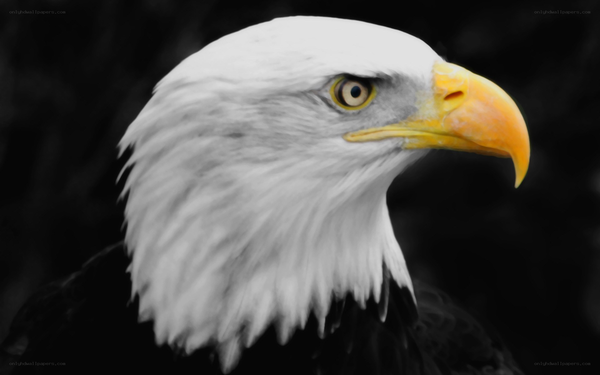 close-up of a bald eagle