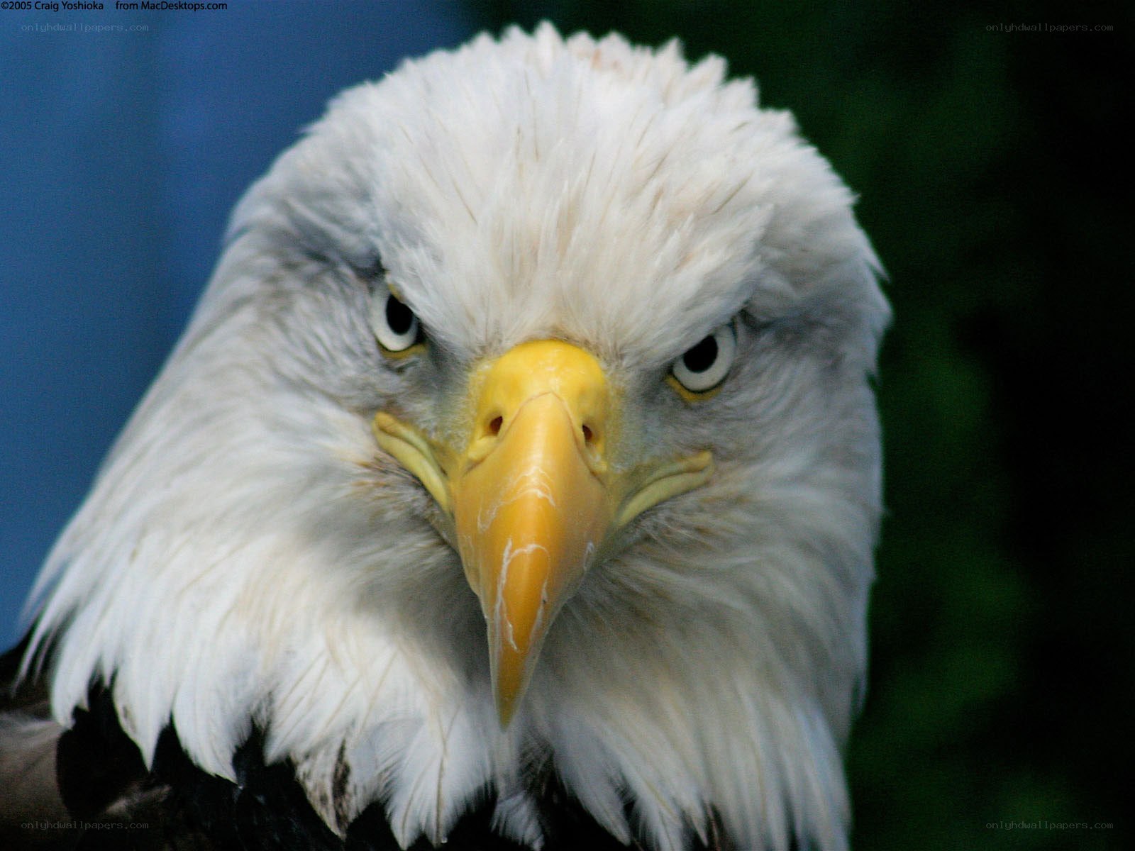 close-up of a bald eagle