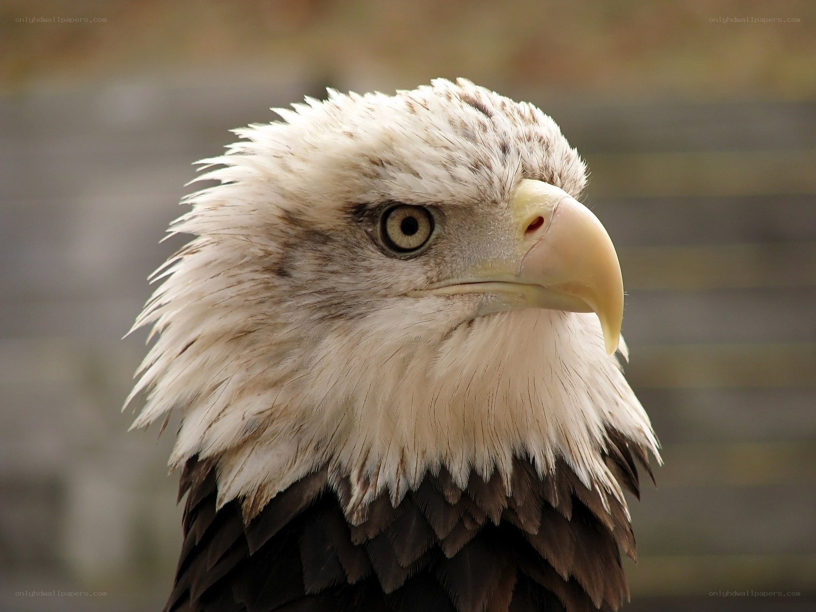 close-up of a bald eagle