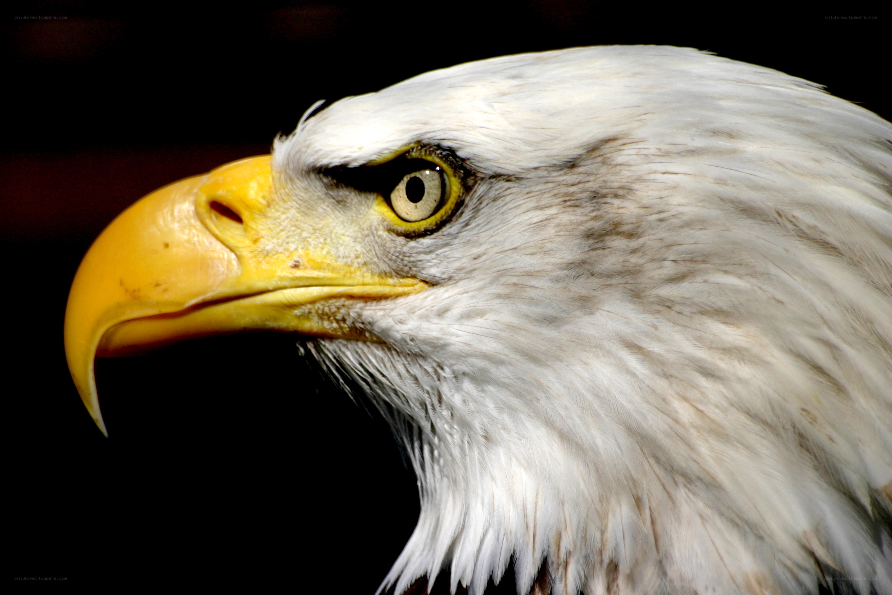 close-up of a bald eagle