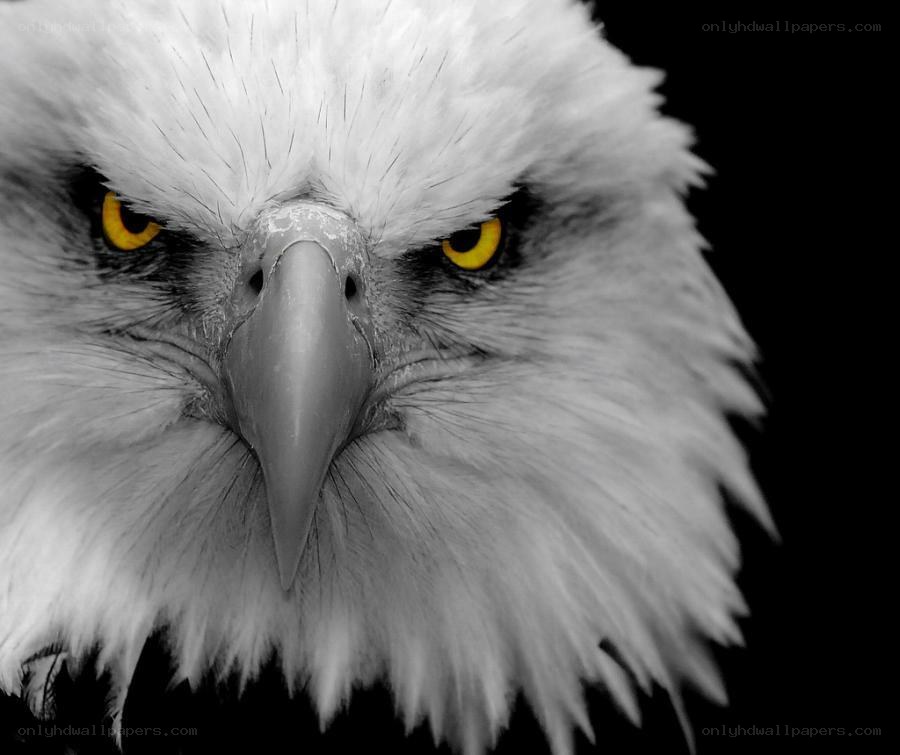 close-up of a bald eagle
