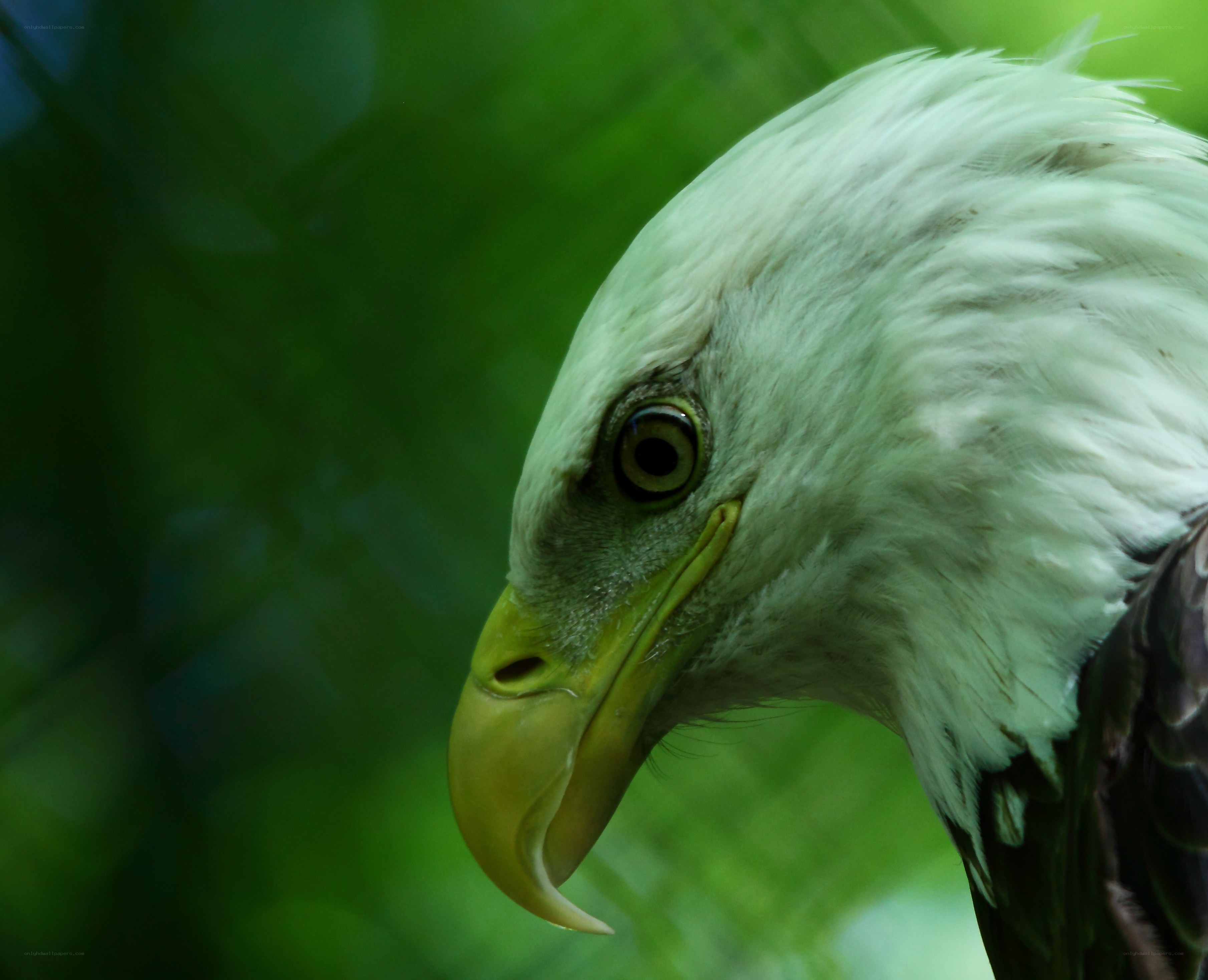 close-up of a bald eagle