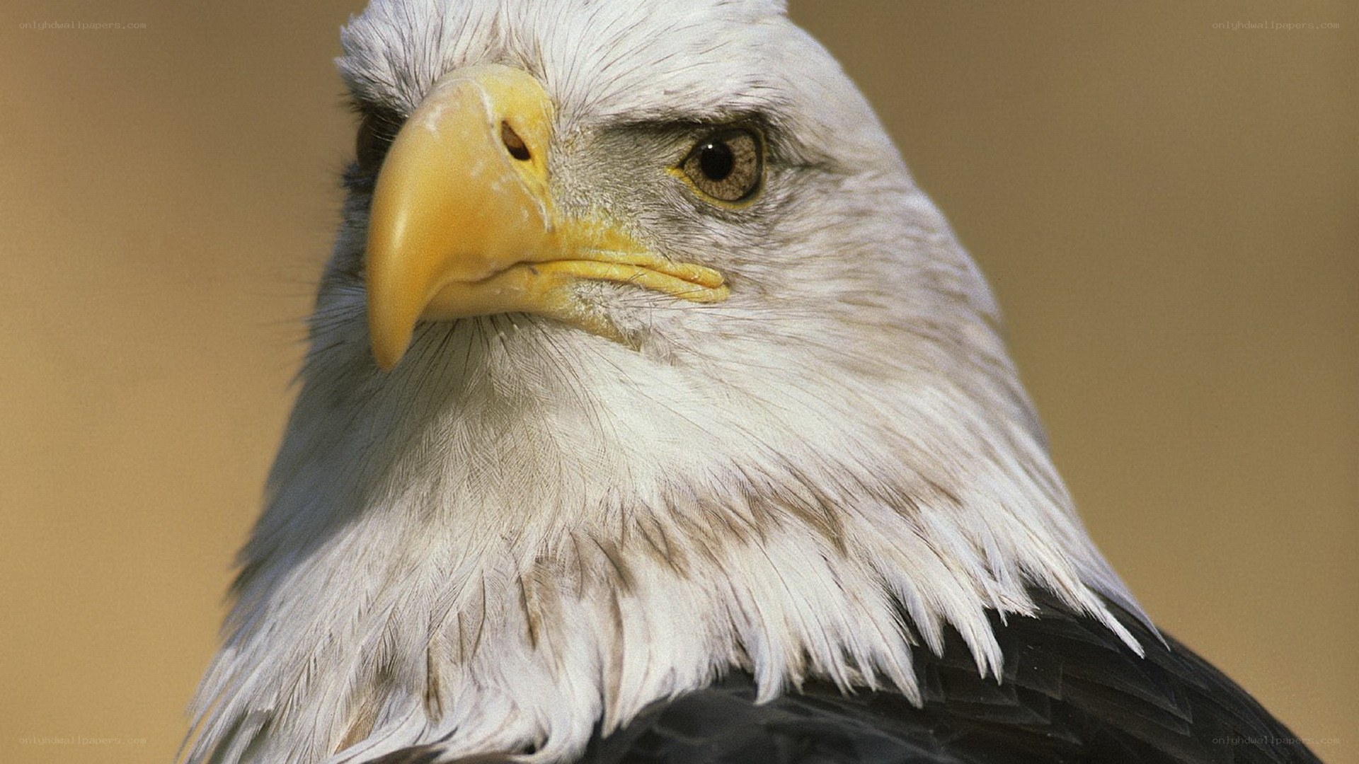 Close-up of a bald eagle