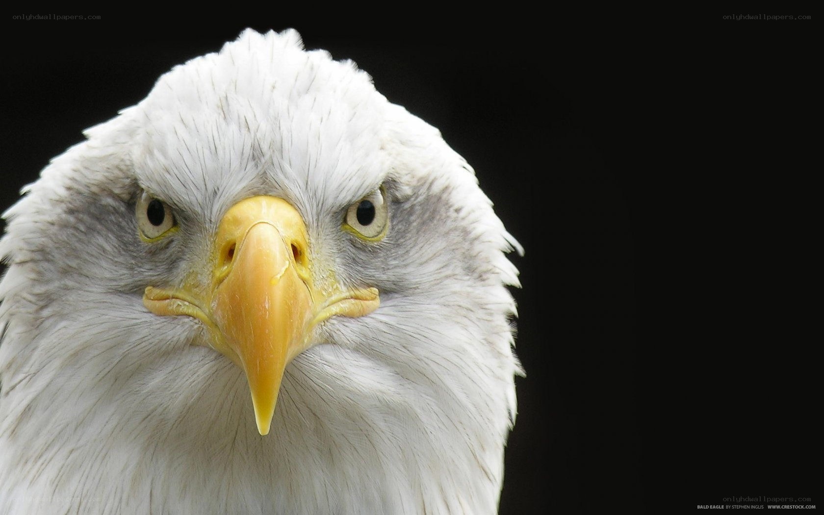 Close-up of a bald eagle