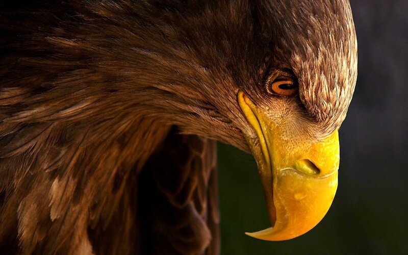 Close-up of a bald eagle