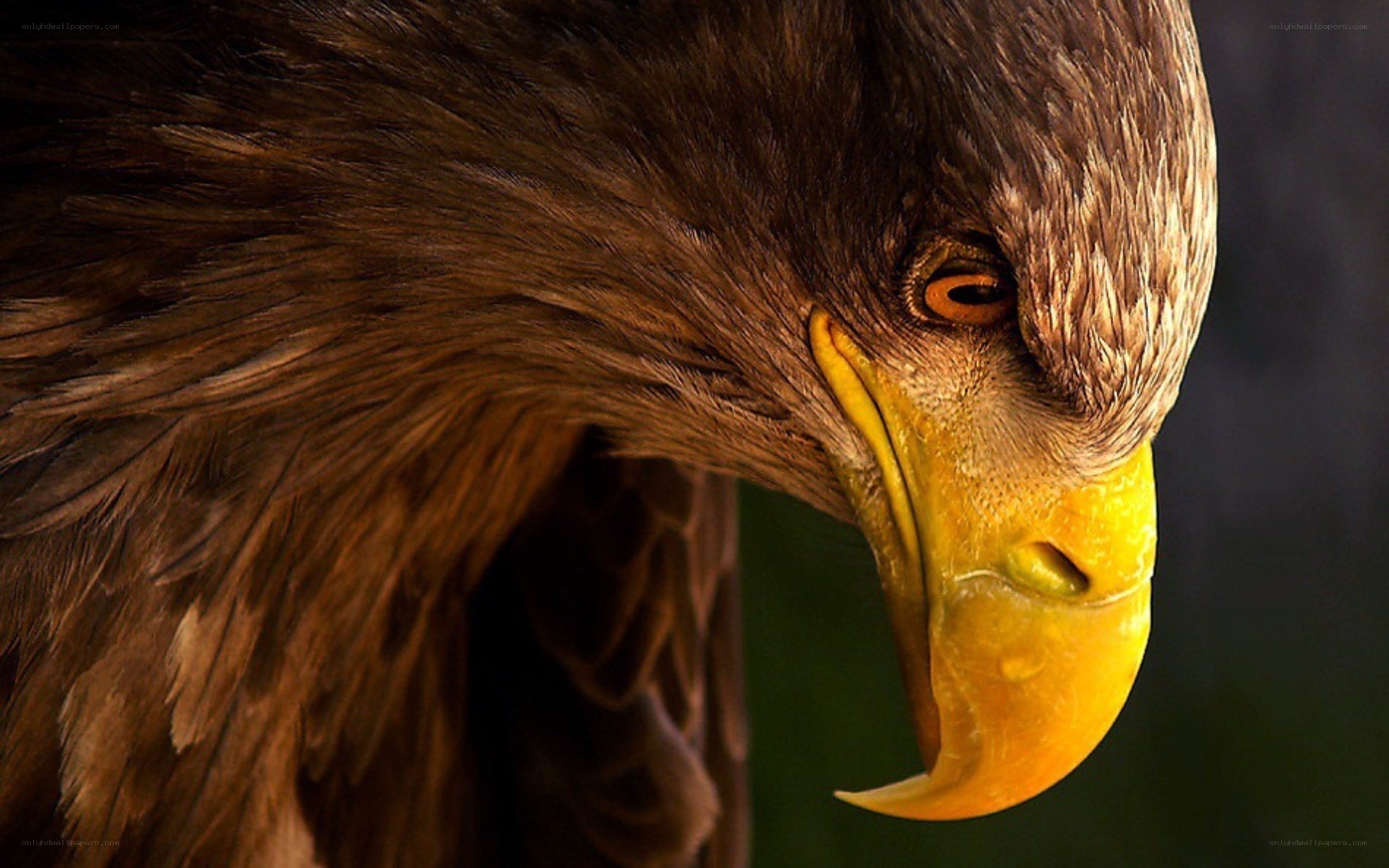 Close-up of a bald eagle