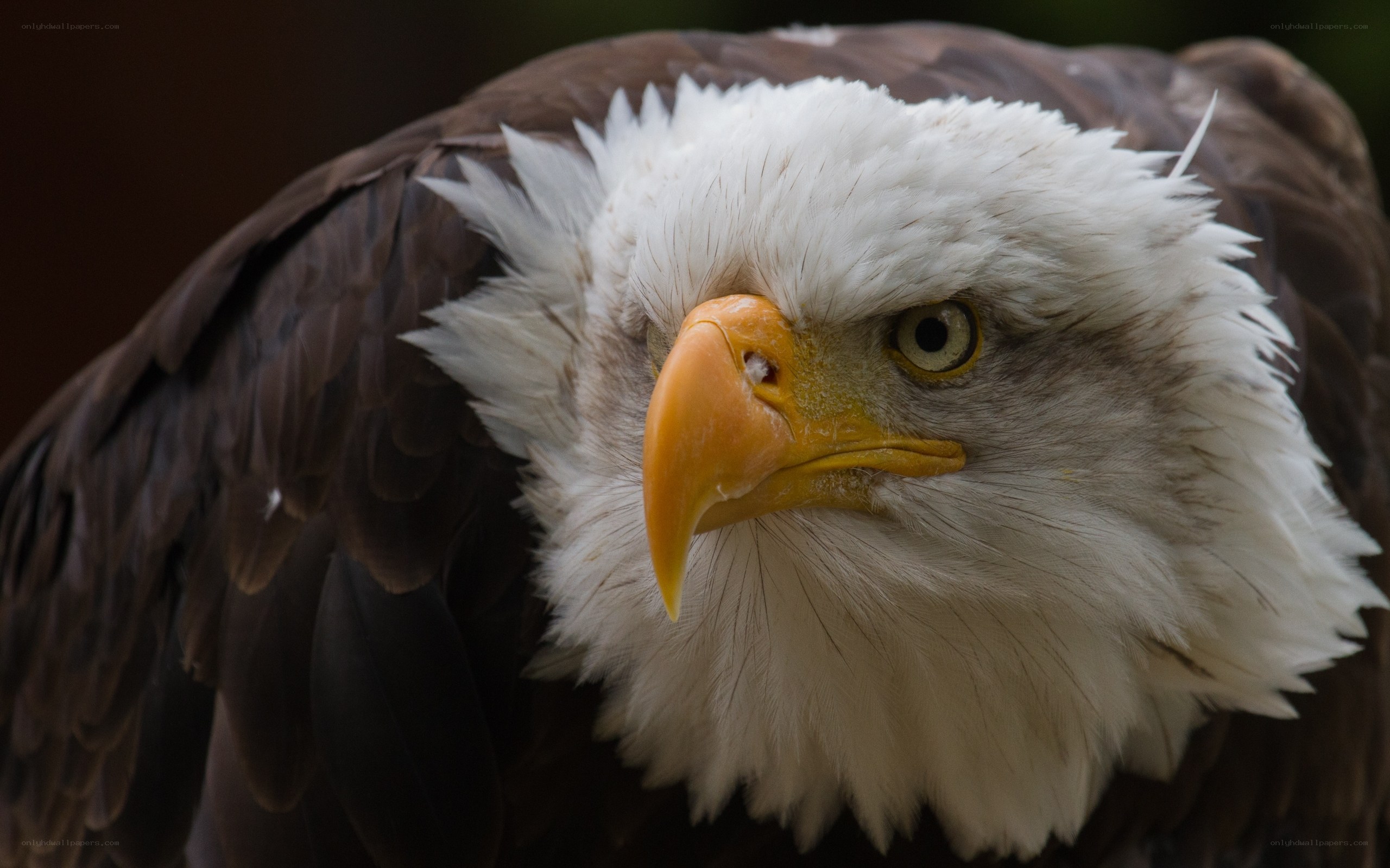 Close-up of a bald eagle