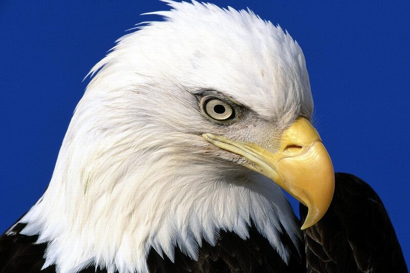 Close-up of a bald eagle