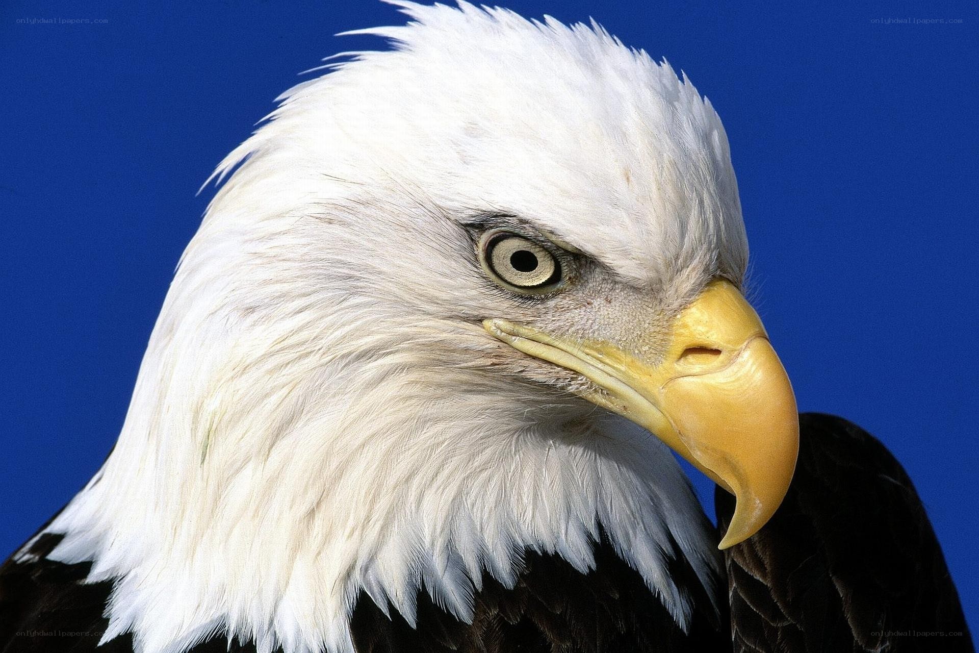 Close-up of a bald eagle