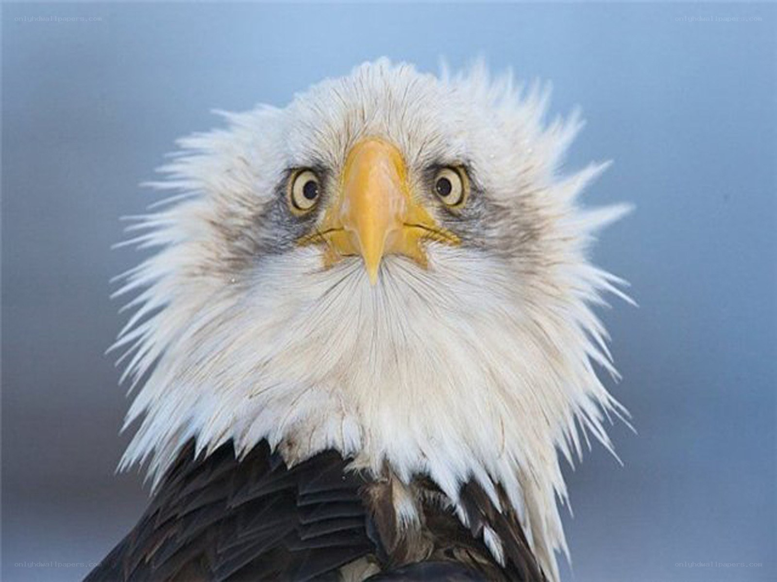 close-up of a bald eagle
