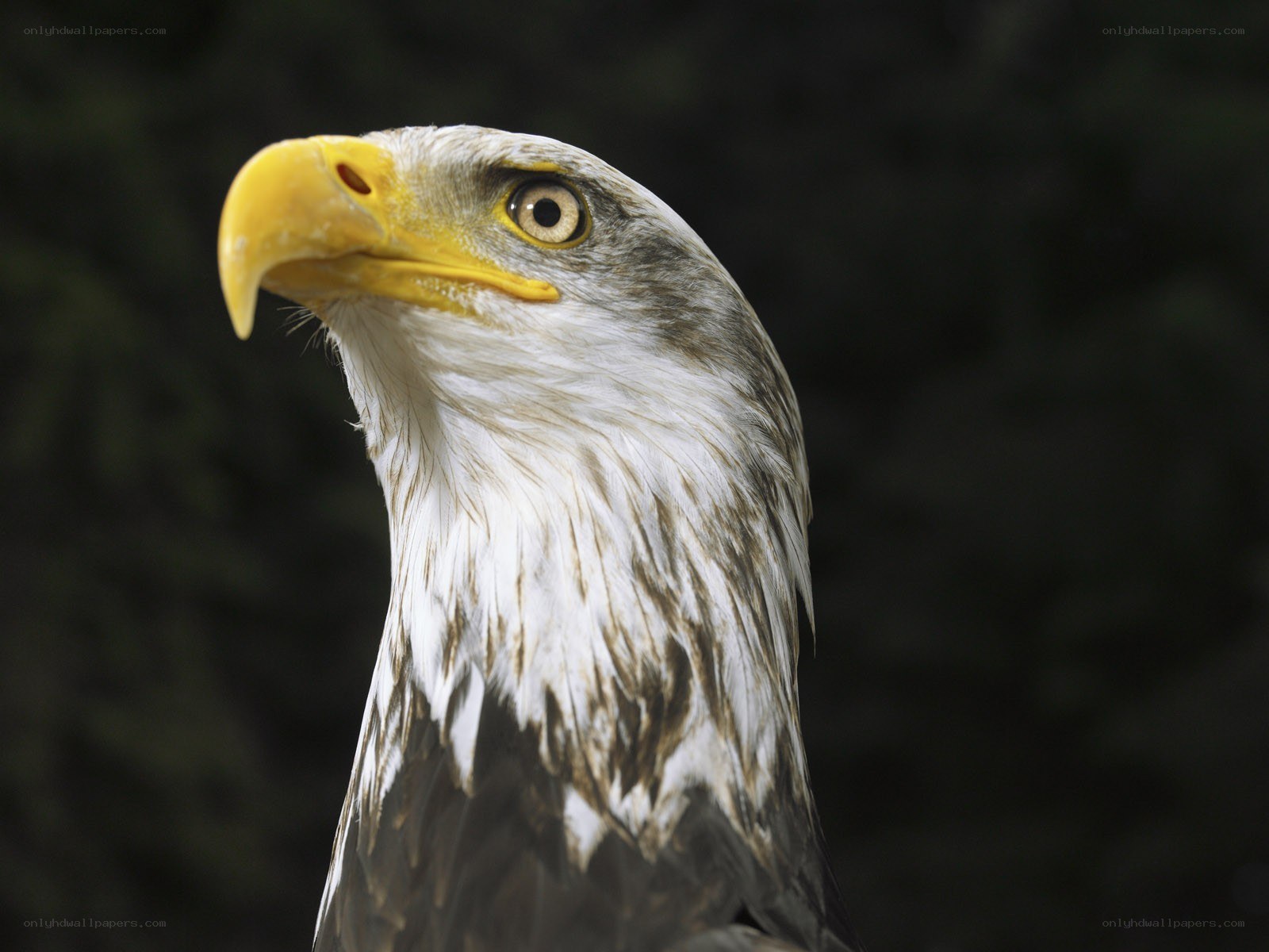 Close-up of a bald eagle