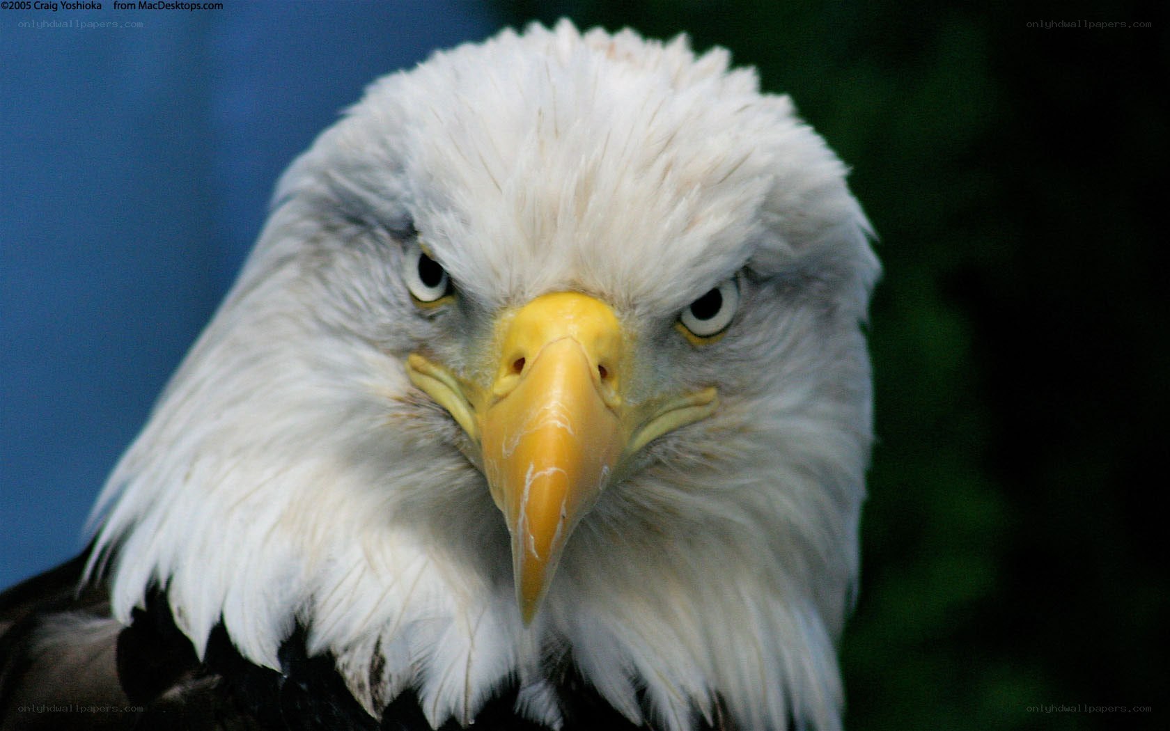 Close-up of a bald eagle