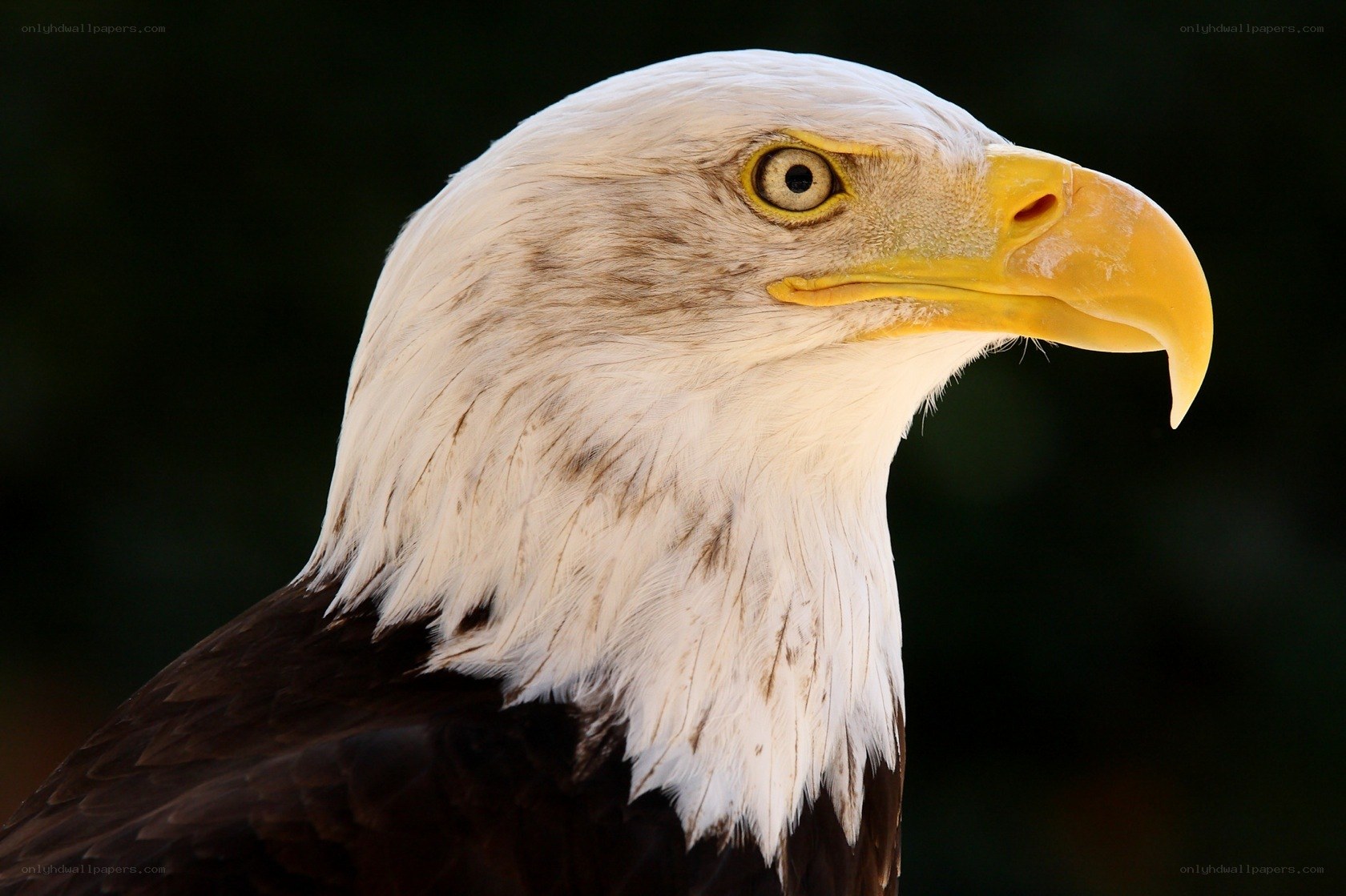 Close-up of a bald eagle