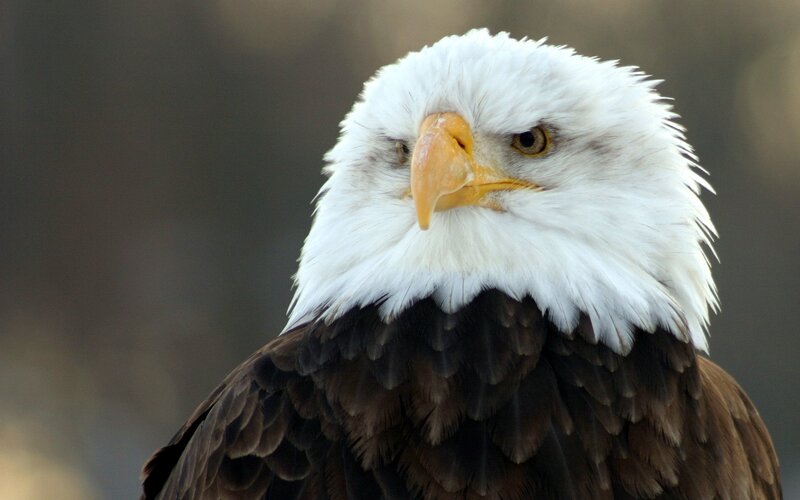 Close-up of a bald eagle
