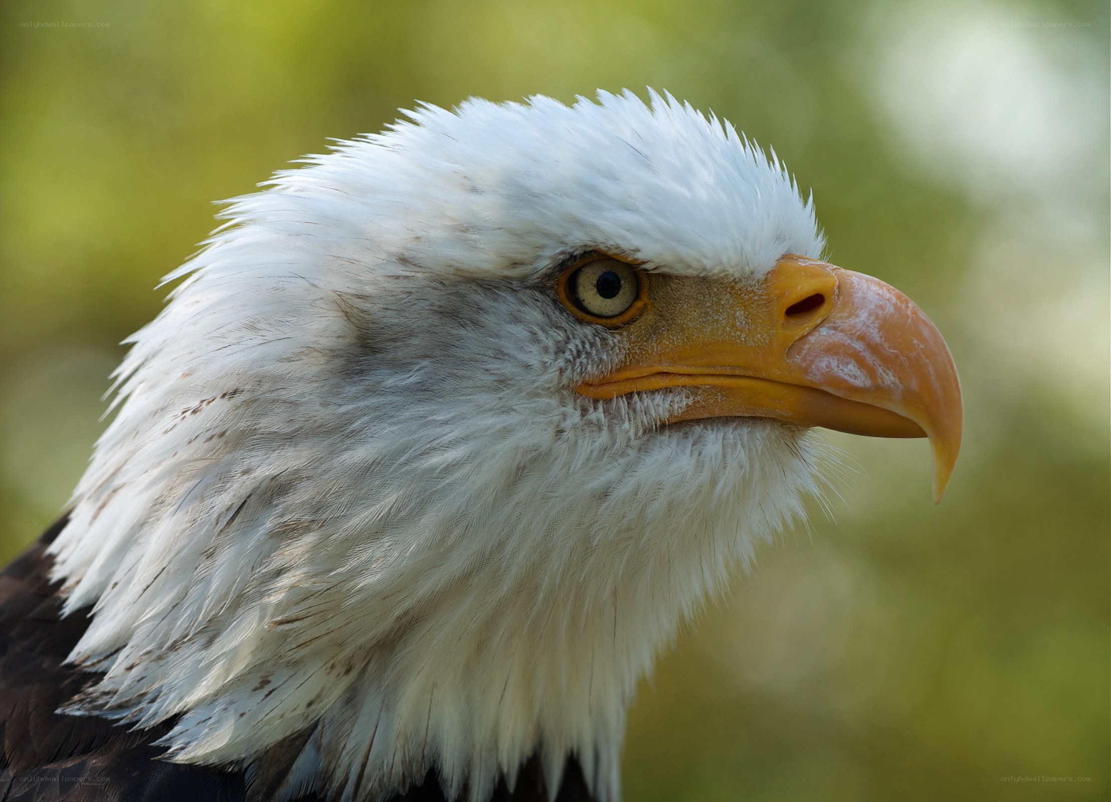 close-up of a bald eagle
