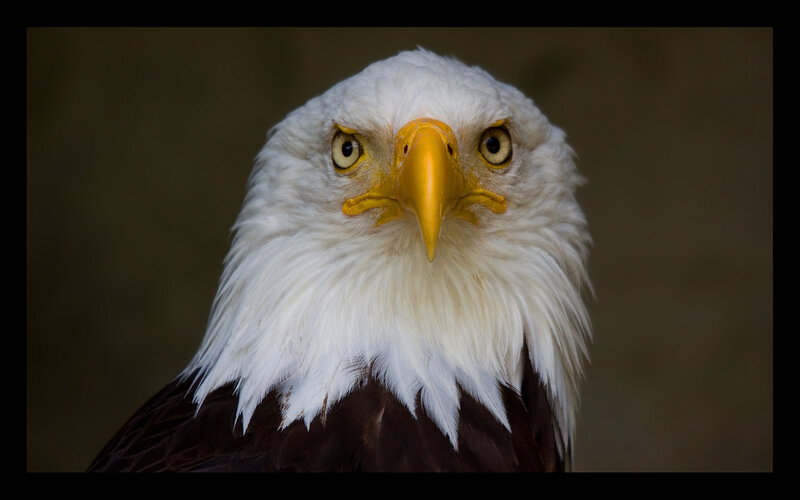 Close-up of a bald eagle