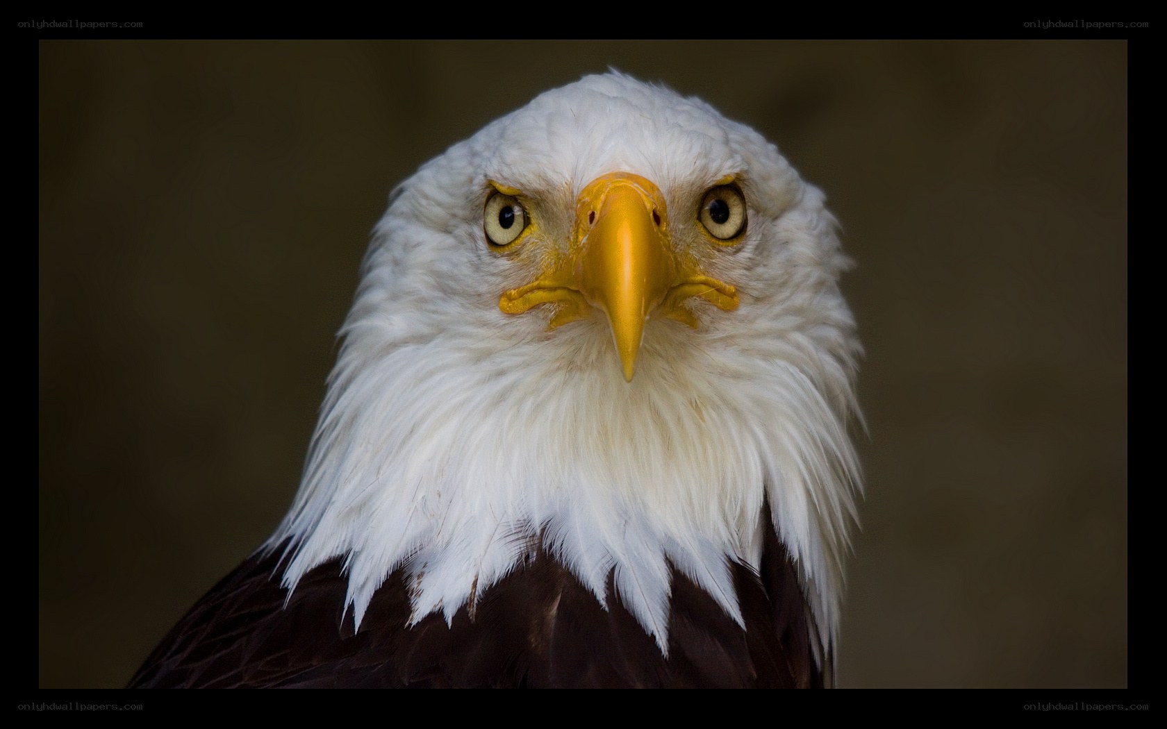 Close-up of a bald eagle