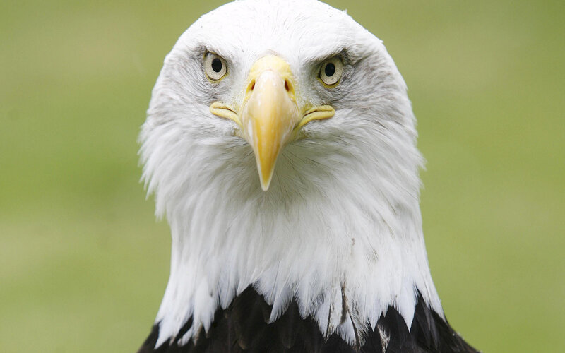 Close-up of a bald eagle