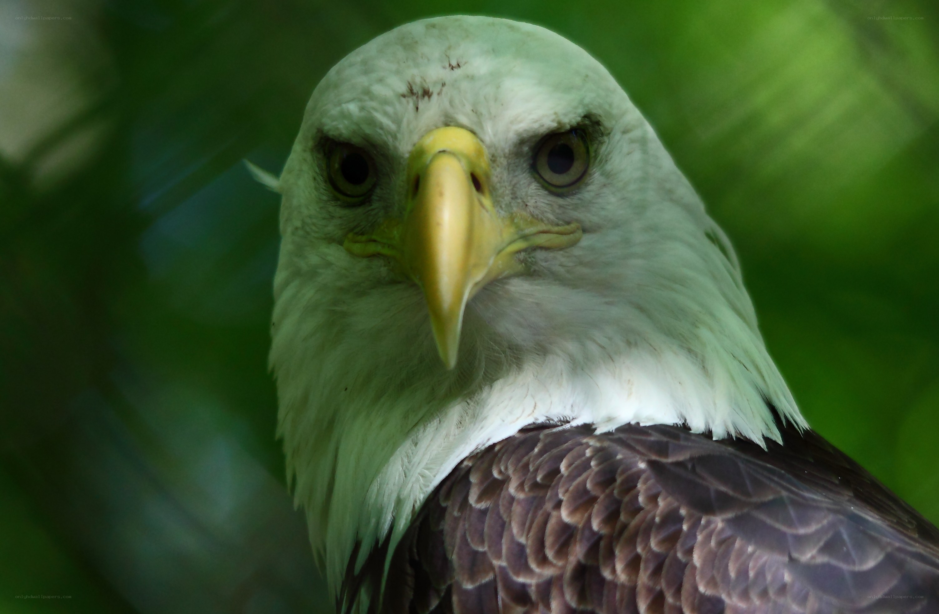 Close-up of a bald eagle
