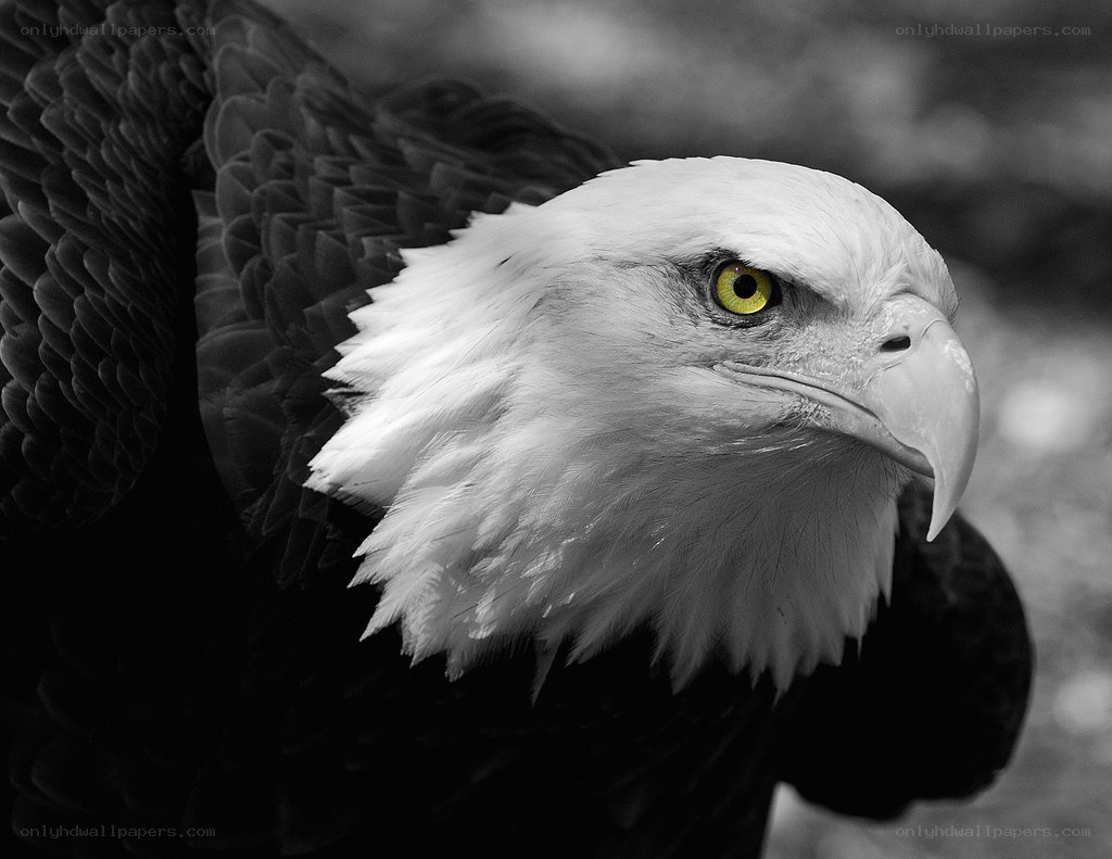 close-up of a bald eagle