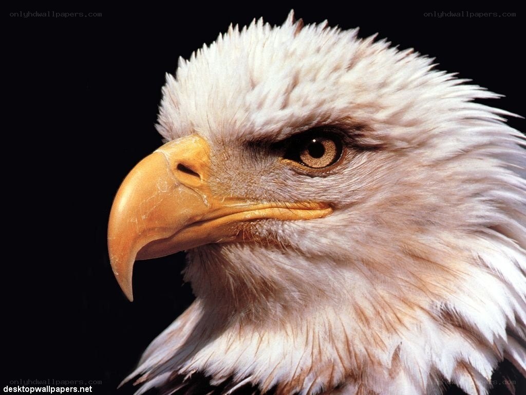 Close-up of a bald eagle