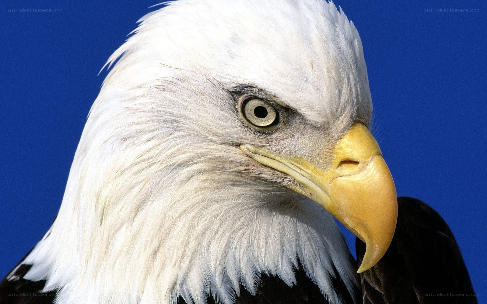 Close-up of a bald eagle