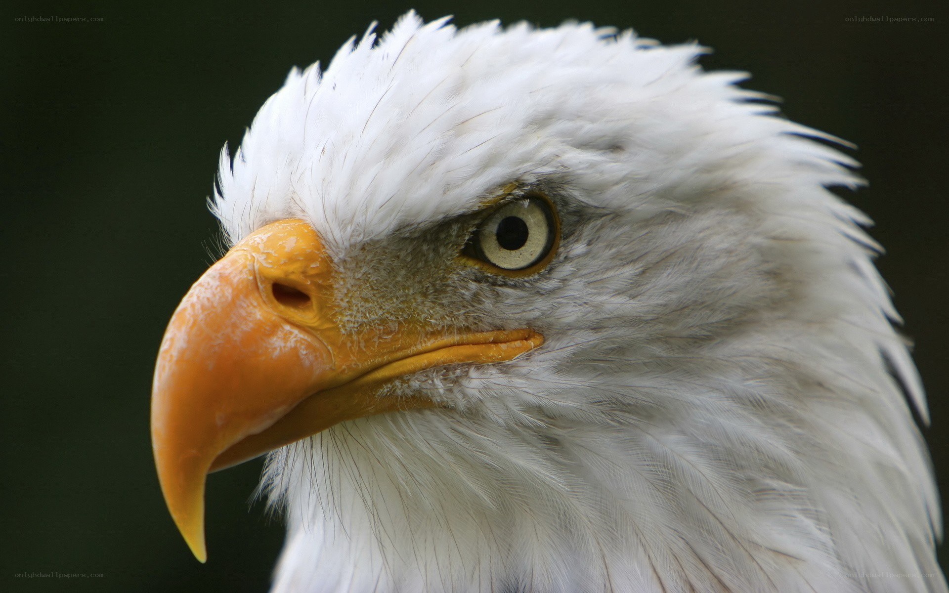 Close-up of a bald eagle