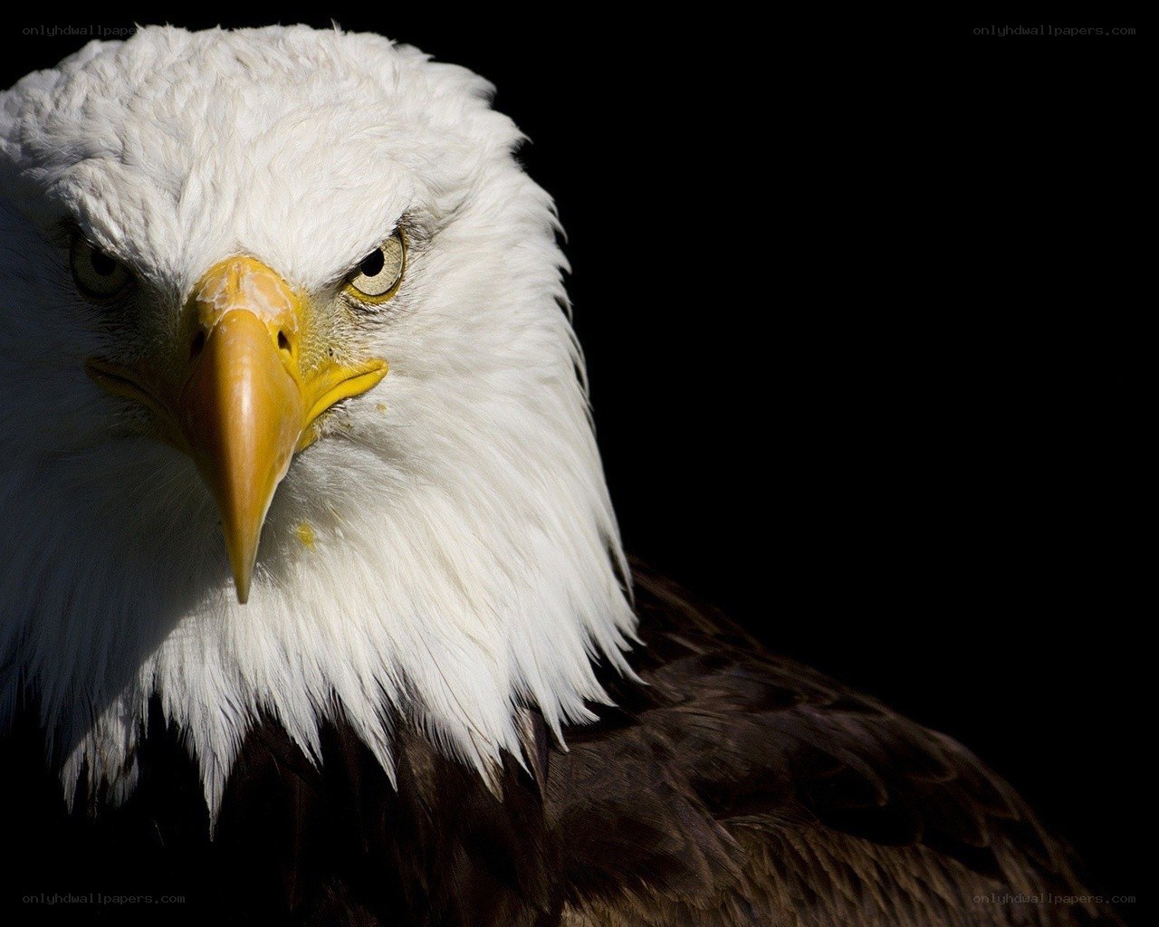 Close-up of a bald eagle