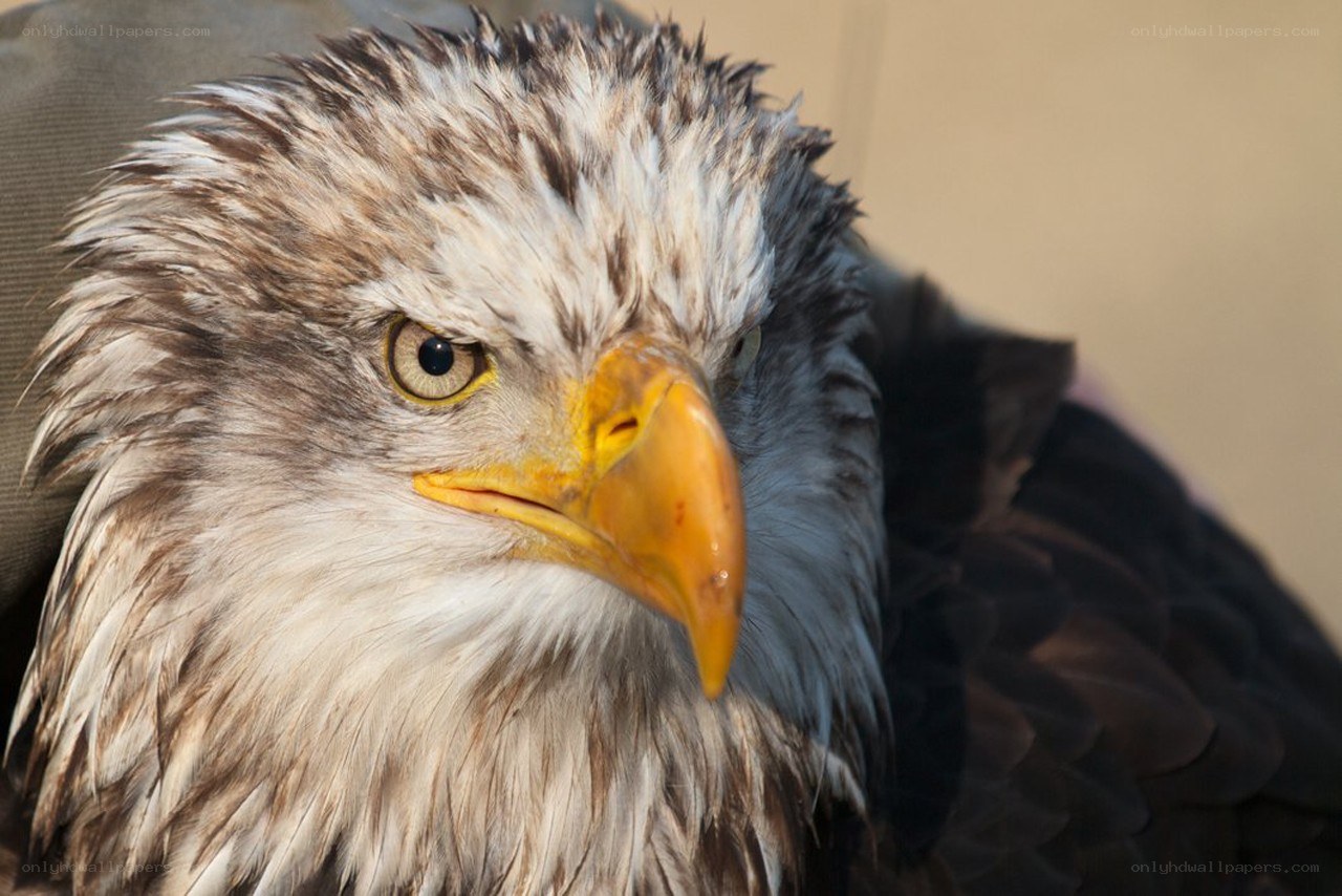 Close-up of a bald eagle