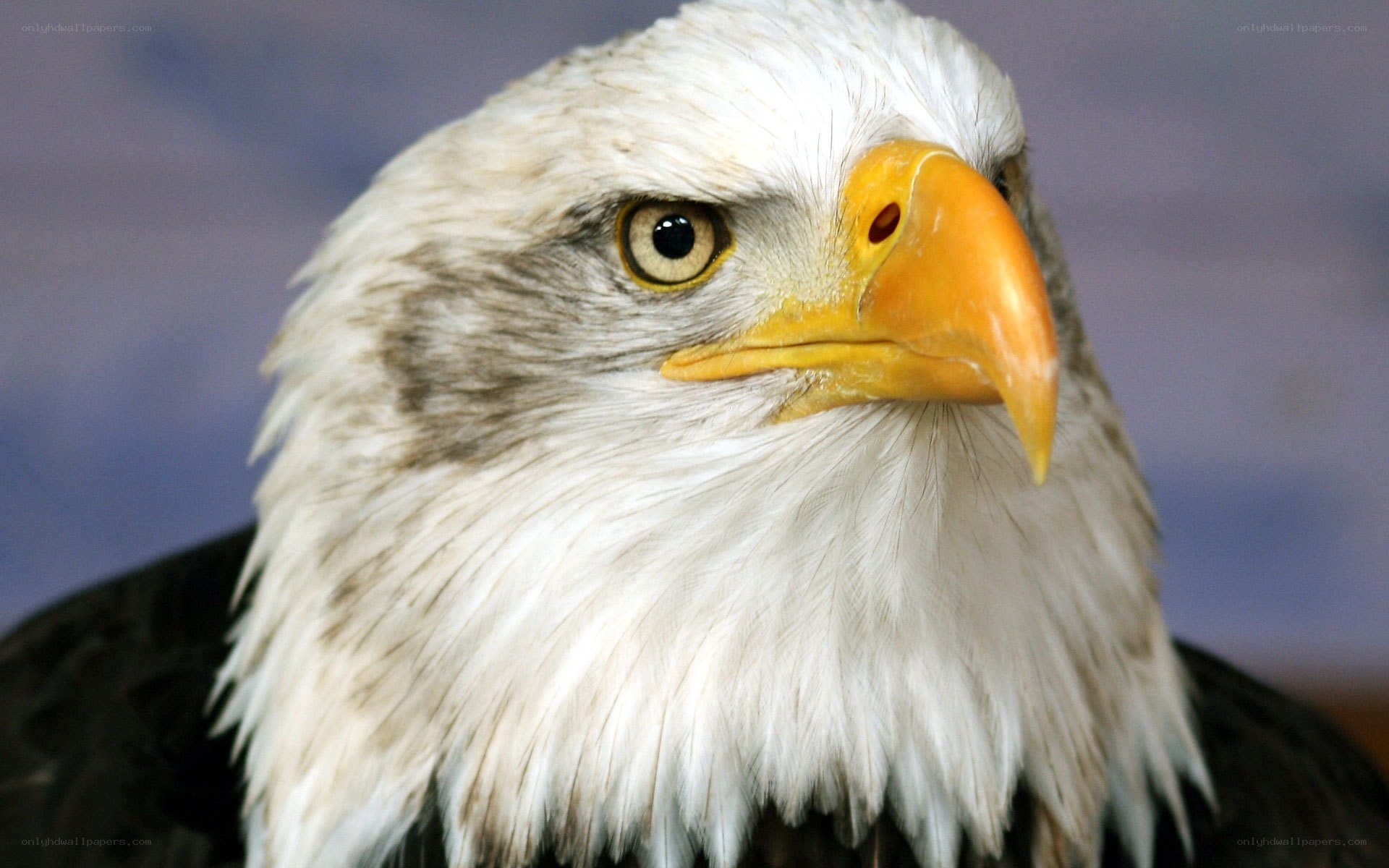 Close-up of a bald eagle