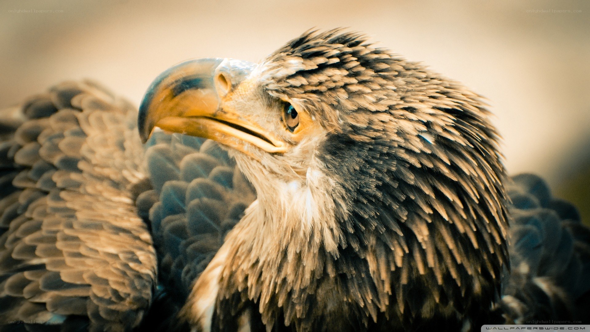 close-up of a bald eagle