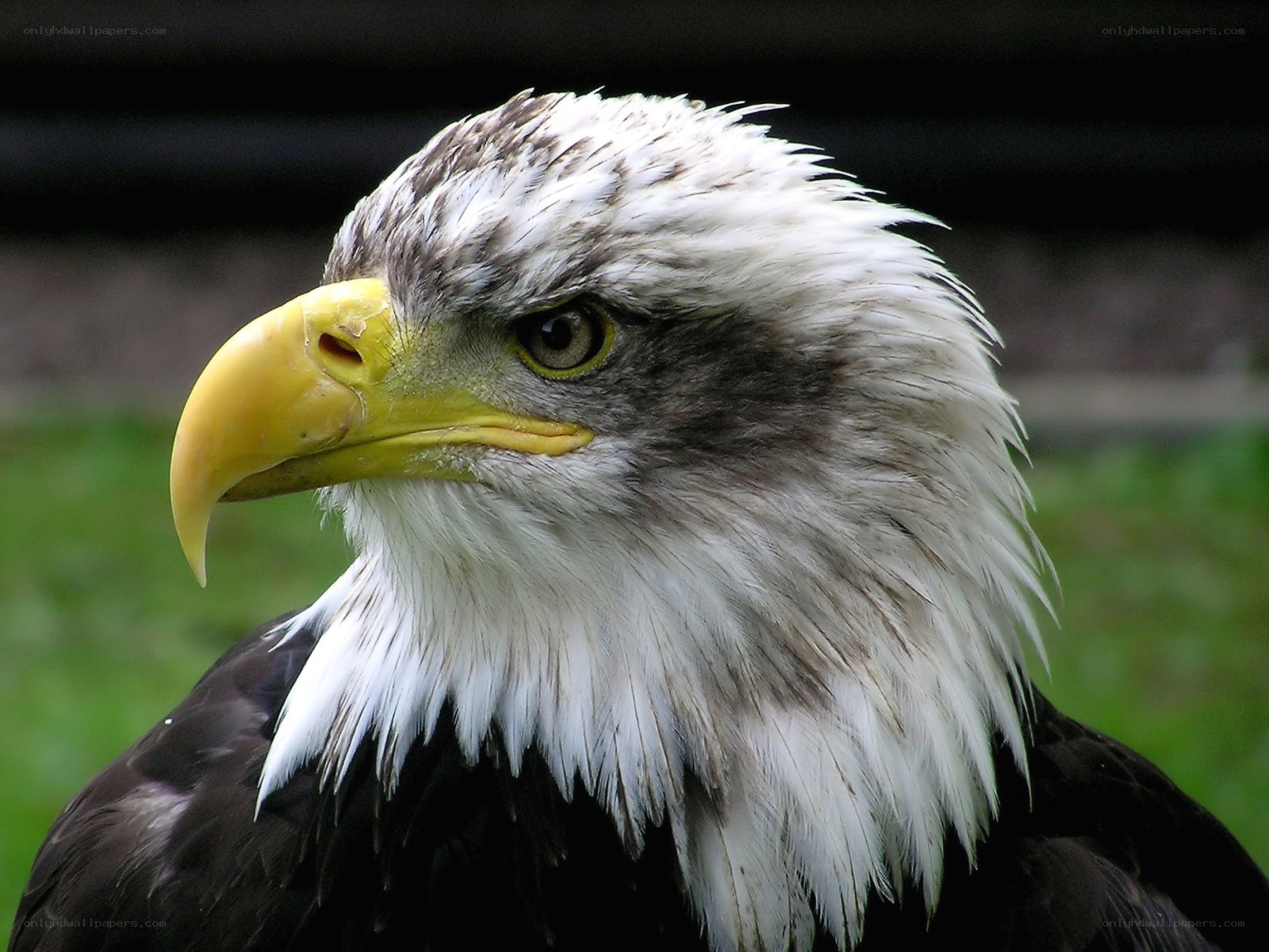 close-up of a bald eagle