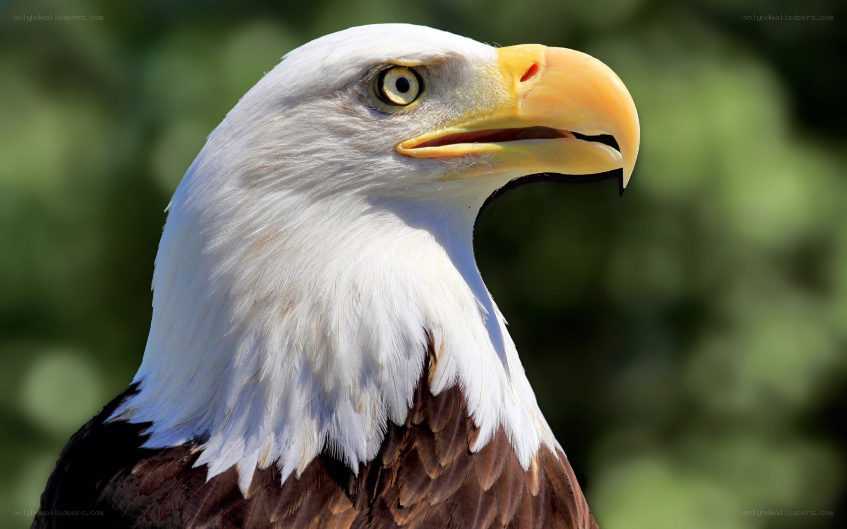 close-up of a bald eagle