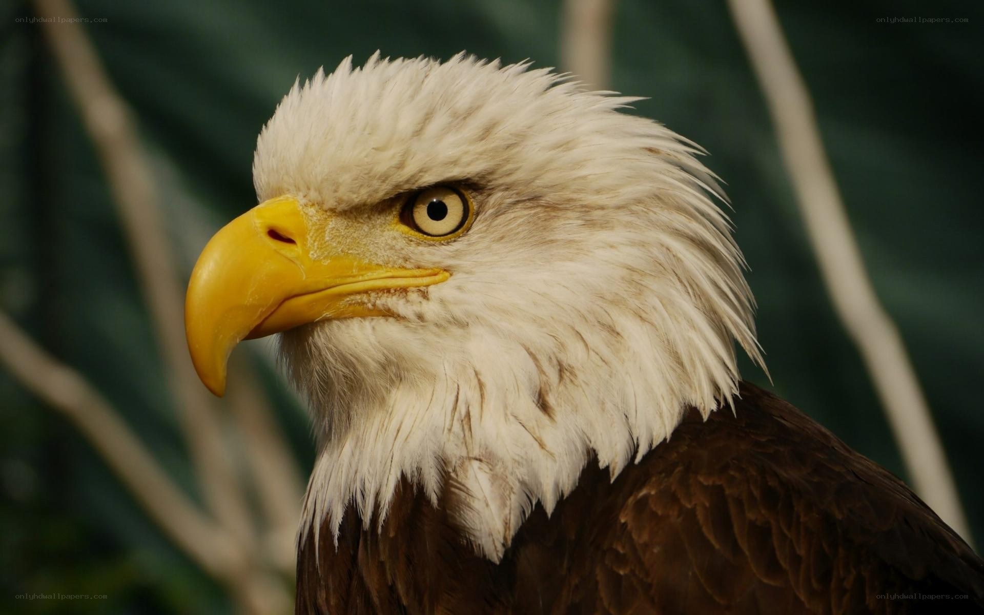 Close-up of a bald eagle