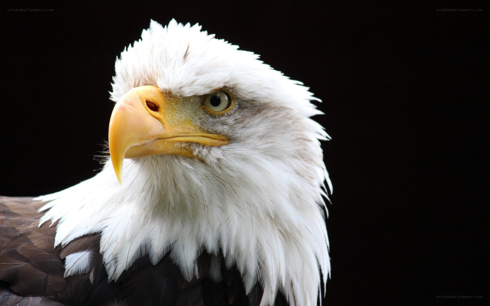 Close-up of a bald eagle