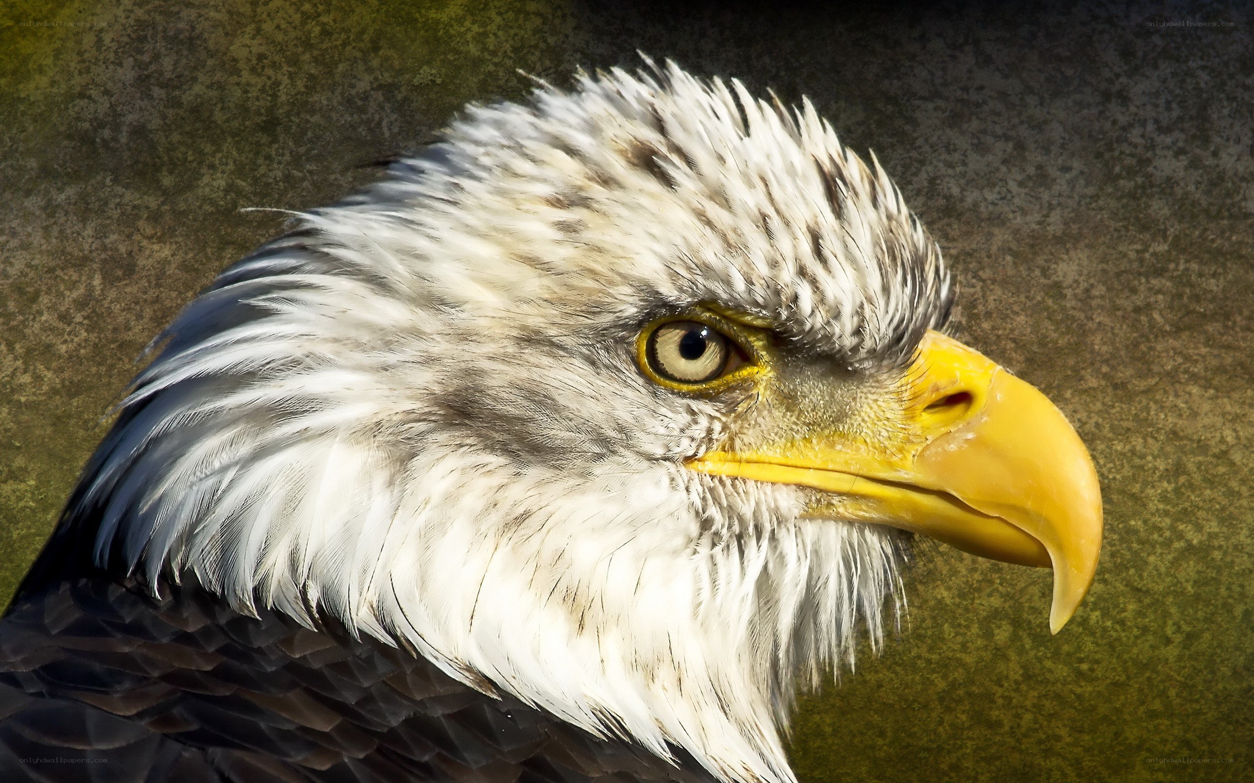 close-up of a bald eagle