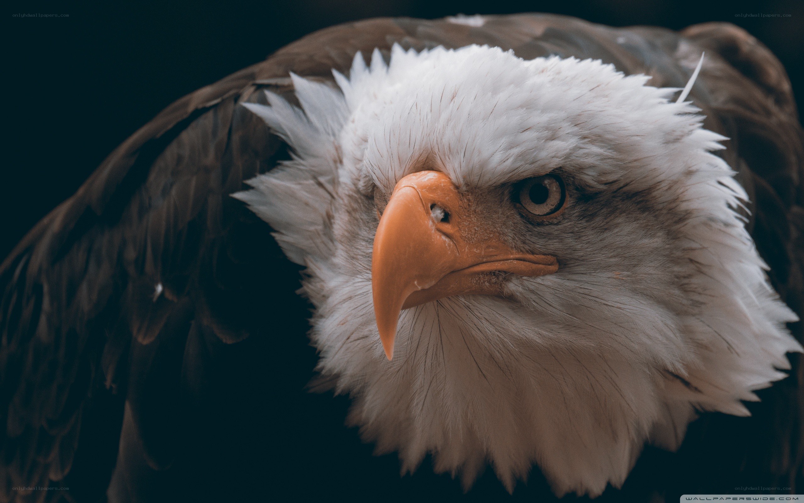 Close-up of a bald eagle