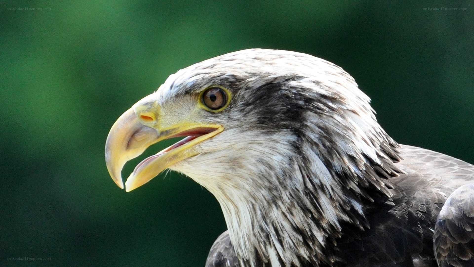 close-up of a bald eagle