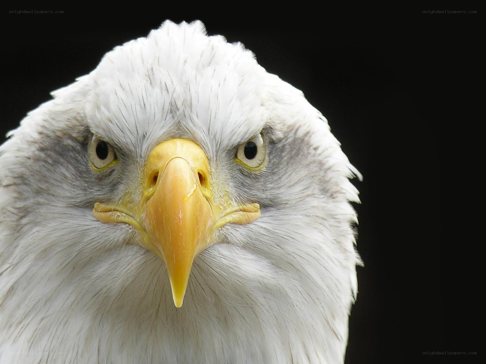 close-up of a bald eagle