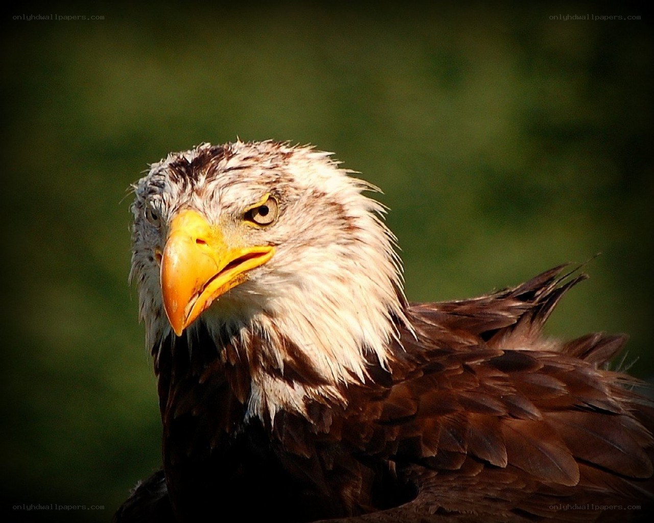 Close-up of a bald eagle
