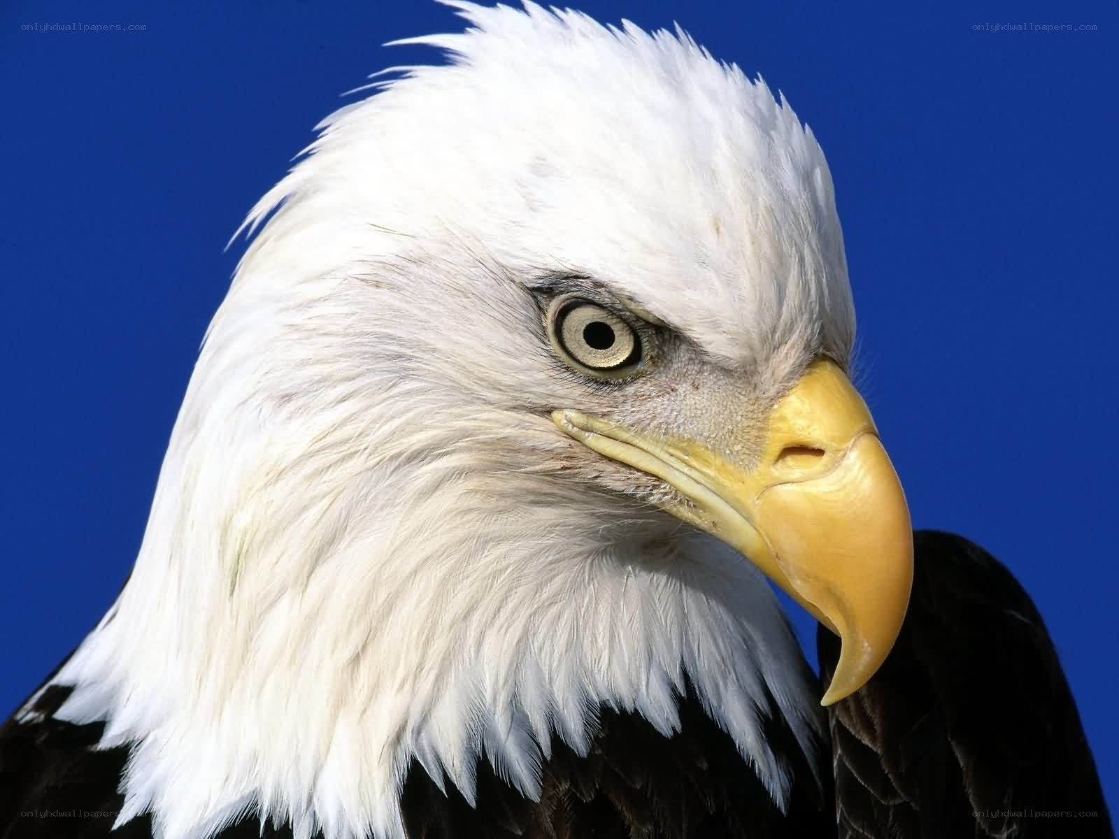 Close-up of a bald eagle
