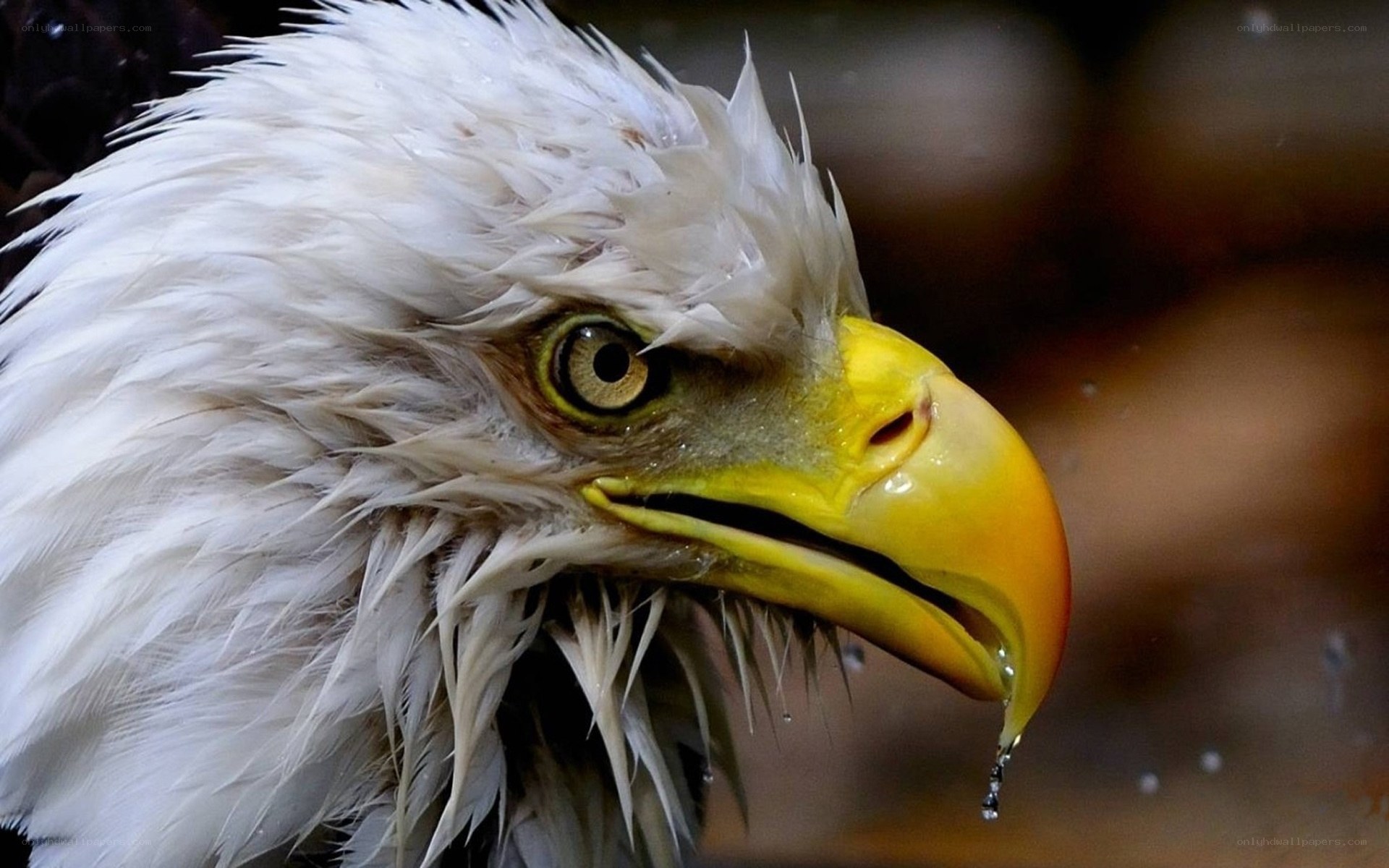 Close-up of a bald eagle