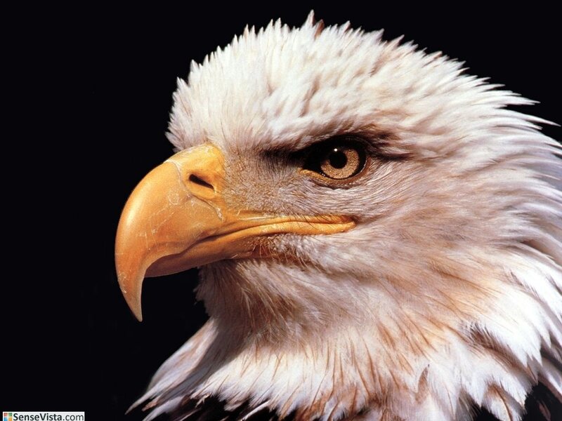 Close-up of a bald eagle
