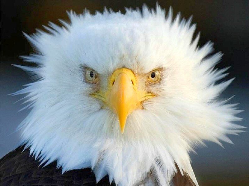Close-up of a bald eagle